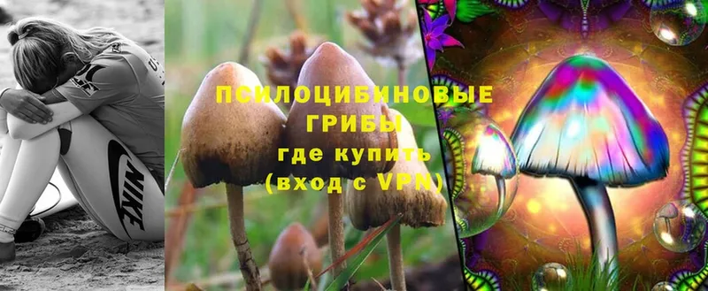 где продают   Чебоксары  Галлюциногенные грибы MAGIC MUSHROOMS 